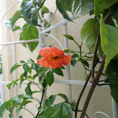 2 Pack Metal Garden Trellis 71" X 19.7" Rustproof Trellis For Climbing Plants Outdoor Flower Support Cream White 2 2 Pack Metal Garden Trellis 71" X 19.7" Rustproof Trellis For Climbing Plants Outdoor Flower Support Cream White - Image 2