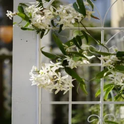 2 Pack Metal Garden Trellis 71" X 19.7" Rustproof Trellis For Climbing Plants Outdoor Flower Support Cream White 11 2 Pack Metal Garden Trellis 71" X 19.7" Rustproof Trellis For Climbing Plants Outdoor Flower Support Cream White -Garvee Sales GUEST 85595296 84a2 4e20 a568 ae67ccb40e13